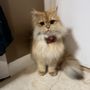 Photo of Animal House Mobile Pet Grooming