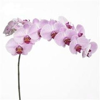 Triangle Nursery - Florists Near Me - Woodbridge, SFK Triangle Nursery - Florists Near Me - Woodbridge, SFK