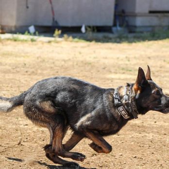 Emily's K9 Training - Advanced Obedience with Geralt - Pet Boarding Near Me - Castaic, California Emily's K9 Training - Advanced Obedience with Geralt - Pet Boarding Near Me - Castaic, California