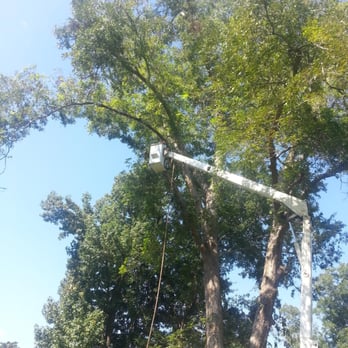 Burley Tree Removal - massive 120 foot pecan tree - Tree Services Near Me - Schriever, Louisiana Burley Tree Removal - massive 120 foot pecan tree - Tree Services Near Me - Schriever, Louisiana
