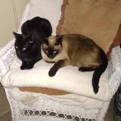 Plaza Grooming - Davis is the black male short hair lovey is a beautiful female Siamese