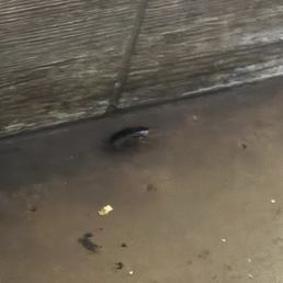 Cockroach under the table running around!