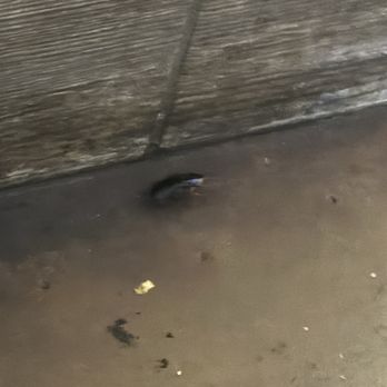 Yogi Korean BBQ - Cockroach under the table running around! - Korean Near Me - Stockton, California