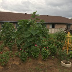 Arlington Villas Rehabilitation & Healthcare Center - Residents' garden