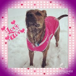 Barks & Bubbles Salon & Spa - Willow