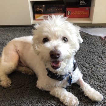 TrueCare for pets - Home safe, staple and cone free, thank you!!! - Veterinarians Near Me - Studio City, California TrueCare for pets - Home safe, staple and cone free, thank you!!! - Veterinarians Near Me - Studio City, California
