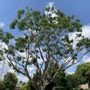 Photo of AA Tree Care