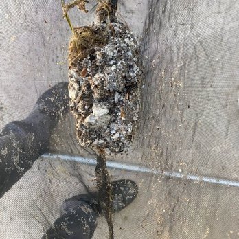 Clear Water Pool Service - So after using these guys I had a real company out to our pool today. Look at this! Almost 6lbs of debris and plaster in my pumps! - Pool Cleaners Near Me Clear Water Pool Service - So after using these guys I had a real company out to our pool today. Look at this! Almost 6lbs of debris and plaster in my pumps! - Pool Cleaners Near Me