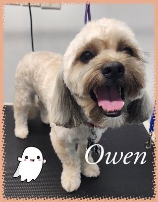 We offer Bath, Blowout & Tidy Trims - What's Included:
Everything in Bath & Blowout
Face trim for clear vision
Paw pad trim
Sanitary trim
Light body touch-ups We offer Bath, Blowout & Tidy Trims - What's Included:
Everything in Bath & Blowout
Face trim for clear vision
Paw pad trim
Sanitary trim
Light body touch-ups