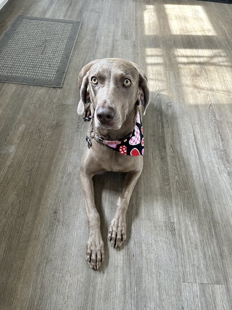 Dog Gone Beautiful Image