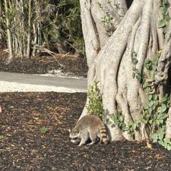 Boca Raton Golf & Racquet Club - Watch out for wildlife - raccoon not afraid to check out your golf cart.