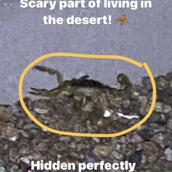 Bulwark Exterminating - Alive scorpion - Pest Control Near Me - Mesa, Arizona