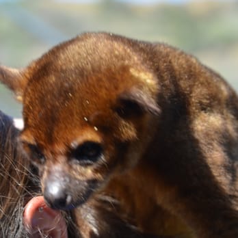 Wild Wonders - Kinkajou - Zoos Near Me - Bonsall, California Wild Wonders - Kinkajou - Zoos Near Me - Bonsall, California