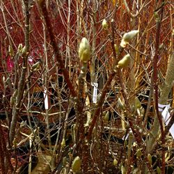 The Home Depot - Sprouting tree shrubs - 3/19/2026