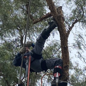 Bellizzi Tree Service - a man climbing a tree - Tree Services Near Me Bellizzi Tree Service - a man climbing a tree - Tree Services Near Me