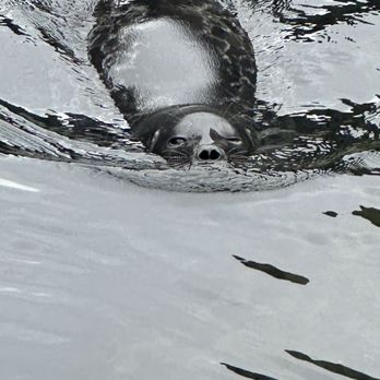Alaska Sealife Center - Tours Near Me - Seward, Alaska