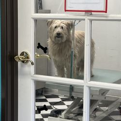Wet Paws - My shaggy girls before picture.