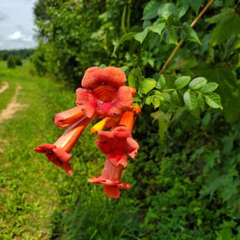 Powhatan State Park - Look like little trumpets. - Parks Near Me - Powhatan, Virginia Powhatan State Park - Look like little trumpets. - Parks Near Me - Powhatan, Virginia