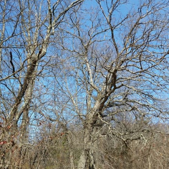 Blackstone River & Canal State Park - Knarly Oaks. - Hiking Near Me - Uxbridge, Massachusetts