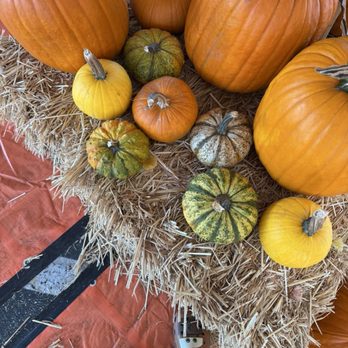 Fallstivities Pumpkin Patch - Pumpkin Patches Near Me - Cerritos, California Fallstivities Pumpkin Patch - Pumpkin Patches Near Me - Cerritos, California