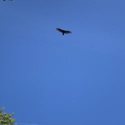 Riverside County Park - Birds of prey