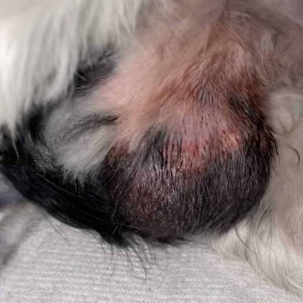 My dogs shaved and cut private area! My dogs shaved and cut private area!