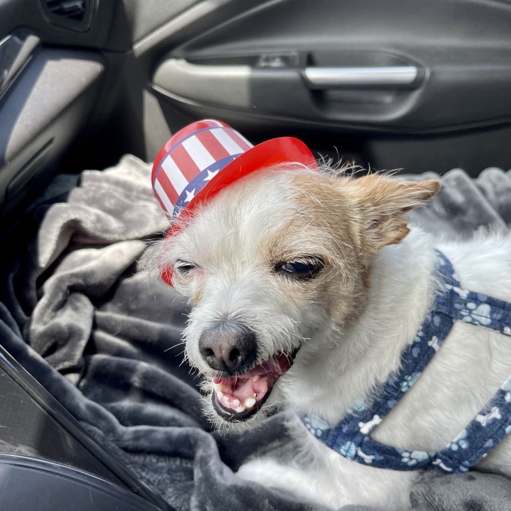 Big Dog Coastside - The ride home after their Fourth of July party. - Pet Training Near Me - Half Moon Bay, California Big Dog Coastside - The ride home after their Fourth of July party. - Pet Training Near Me - Half Moon Bay, California