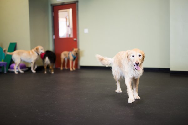 Dog Hollidays Pet Resort