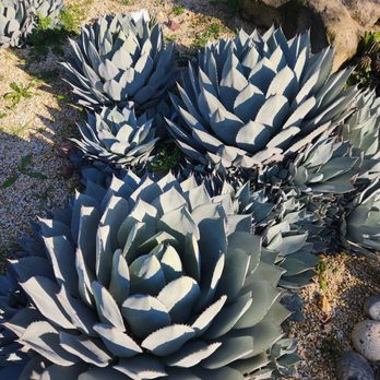Clovis Botanical Garden - Agave - Botanical Gardens Near Me - Clovis, California