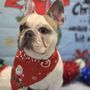 Photo of OPE Dog Salon