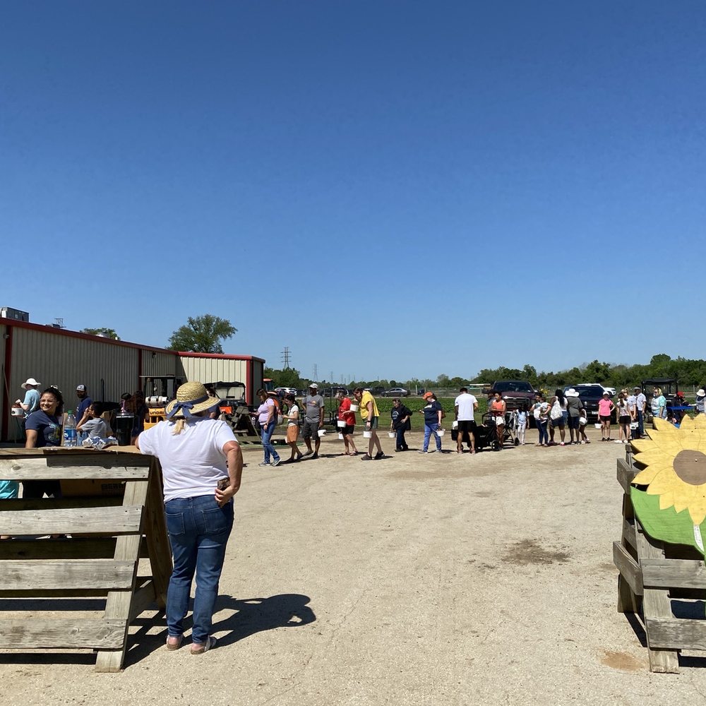 Froberg's Farm - The line to weigh your strawberries - Pick Your Own Farms Near Me - Alvin, Texas Froberg's Farm - The line to weigh your strawberries - Pick Your Own Farms Near Me - Alvin, Texas