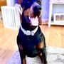Avant-garde European Dobermans