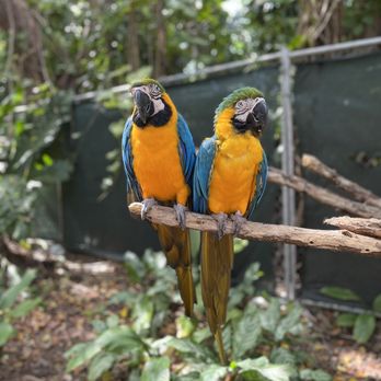 Jungle Island - Amusement Parks Near Me - Miami, Florida Jungle Island - Amusement Parks Near Me - Miami, Florida