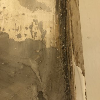 The Carpet Showcase - More hazardous mold from their negligence! - Flooring Near Me - Sherman Oaks, California The Carpet Showcase - More hazardous mold from their negligence! - Flooring Near Me - Sherman Oaks, California