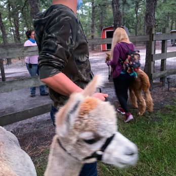 Out Of Sight Alpacas - Attraction Farms Near Me - Waretown, New Jersey