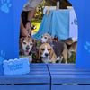 Bark In the Park gift card