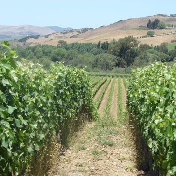 Lafond Winery and Vineyards - View from Lafond - Wineries Near Me - Buellton, California Lafond Winery and Vineyards - View from Lafond - Wineries Near Me - Buellton, California