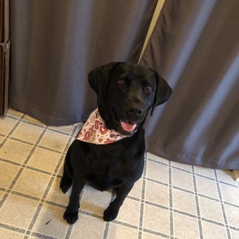 Wagging Tails Dog Grooming - Pet Groomers Near Me - Killeen, Texas Wagging Tails Dog Grooming - Pet Groomers Near Me - Killeen, Texas
