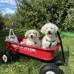 All Points Animal Care