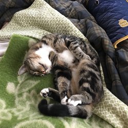 Linda's Kitty Inn