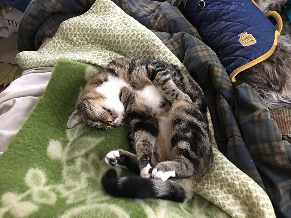 Linda's Kitty Inn - pet boarding facility in Eugene, OR