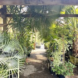 Cistus Nursery - Beautiful