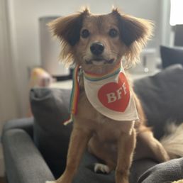 My KK9 rescue- Tokki
