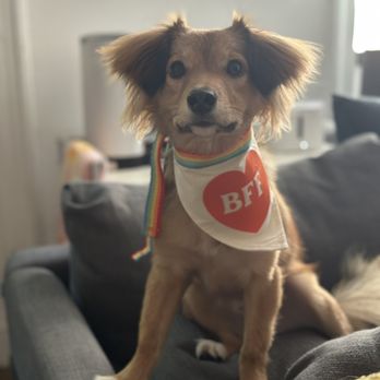 Korean K9 Rescue - My KK9 rescue- Tokki - Animal Shelters Near Me - Astoria, New York