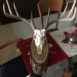 Arctic Circle Taxidermy