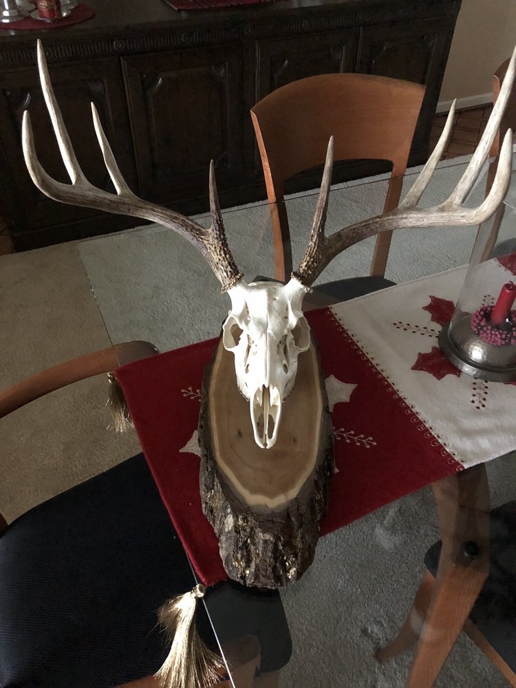 Arctic Circle Taxidermy - taxidermy in Chicago, IL