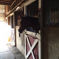 Hidden Lake Farm Riding School - Somerset