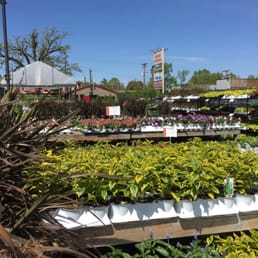 Color for your garden Color for your garden