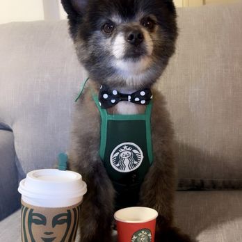 Magic Groomer - Pawsitively coming back! - Pet Sitting Near Me - Arcadia, California