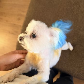 Cristy's Grooming - Pet Groomers Near Me - Melbourne, Florida Cristy's Grooming - Pet Groomers Near Me - Melbourne, Florida